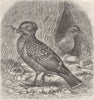 PERCHING BIRDS. Spotted bower-birds at home 1894 old antique print picture
