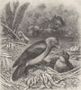 PERCHING BIRDS. Red-billed ox-pecker 1894 old antique vintage print picture
