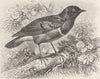 PERCHING BIRDS. The superb glossy starling 1894 old antique print picture