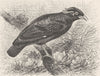 PERCHING BIRDS. Southern grackle 1894 old antique vintage print picture