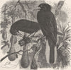 PERCHING BIRDS. The Crested Cassique 1894 old antique vintage print picture