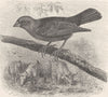 PERCHING BIRDS. The common cow-bird 1894 old antique vintage print picture