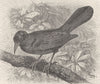 PERCHING BIRDS. The purple troupial 1894 old antique vintage print picture