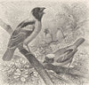 PERCHING BIRDS. Abyssinian & masked weaver-birds 1894 old antique print