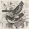 PERCHING BIRDS. Red cardinal & rose-breasted grosbeak 1894 old antique print