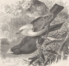 PERCHING BIRDS. Common & white-headed ox-birds 1894 old antique print picture