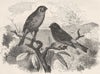 PERCHING BIRDS. Serin & red-fronted finches 1894 old antique print picture