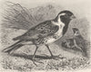 PERCHING BIRDS. Lapland bunting 1894 old antique vintage print picture