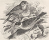 PERCHING BIRDS. Ortolan bunting & black-headed bunting 1894 old antique print