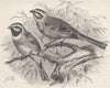 PERCHING BIRDS. Cirl bunting & meadow-bunting 1894 old antique print picture
