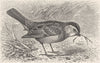 PERCHING BIRDS. The sparrow-bunting 1894 old antique vintage print picture