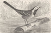 PERCHING BIRDS. The white wagtail 1894 old antique vintage print picture