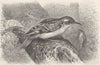 PERCHING BIRDS. The tree-creeper 1894 old antique vintage print picture
