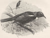 PERCHING BIRDS. Poe honey-eater or parson bird 1894 old antique print picture