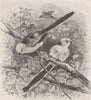 PERCHING BIRDS. White-headed long-tailed tit 1894 old antique print picture
