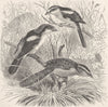 PERCHING BIRDS. Woodchat, masked & hooded shrikes 1894 old antique print