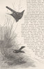 PERCHING BIRDS. Blackbird and sparrow-hawk 1894 old antique print picture
