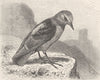 PERCHING BIRDS. Rock-thrush 1894 old antique vintage print picture