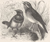 PERCHING BIRDS. Blue-throated & ruby-warblers 1894 old antique print picture