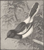 PERCHING BIRDS. Malacca Dhyal bird 1894 old antique vintage print picture