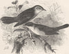 PERCHING BIRDS. Rufous and Orphean warblers 1894 old antique print picture