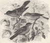 PERCHING BIRDS. Barred & garden warblers & blackcap 1894 old antique print
