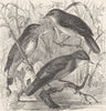 PERCHING BIRDS. Grasshopper, river & Savi's warblers 1894 old antique print