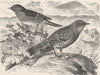 PERCHING BIRDS. Hedge-sparrow & alpine accentor 1894 old antique print picture