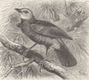 PERCHING BIRDS. Abyssinian babbler 1894 old antique vintage print picture