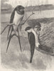 PERCHING BIRDS. Chimney-swallow & house-martin 1894 old antique print picture