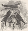 PERCHING BIRDS. Red-rumped swallow & crag-martin 1894 old antique print