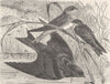 PERCHING BIRDS. Sand-martin & purple martin 1894 old antique print picture