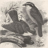 PERCHING BIRDS. King-bird & Bienteveo tyrant flycatcher 1894 old antique print