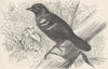 PERCHING BIRDS. The fire-eye 1894 old antique vintage print picture