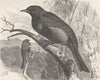 PERCHING BIRDS. Banded cotinga 1894 old antique vintage print picture