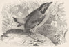 PERCHING BIRDS. Indian pitta 1894 old antique vintage print picture