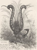 PERCHING BIRDS. The lyre bird 1894 old antique vintage print picture