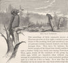 PICARIAN BIRDS. Great black woodpecker 1894 old antique vintage print picture