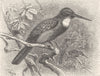 PICARIAN BIRDS. Green jacamar 1894 old antique vintage print picture