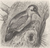 PICARIAN BIRDS. Common green woodpecker 1894 old antique vintage print picture