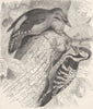 PICARIAN BIRDS. Grey-headed & white-backed woodpeckers 1894 old antique print