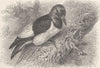 PICARIAN BIRDS. Red-headed American woodpecker 1894 old antique print picture