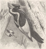 PICARIAN BIRDS. Ivory-billed woodpecker 1894 old antique vintage print picture