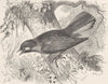 PICARIAN BIRDS. White-eared honey-guide 1894 old antique vintage print picture