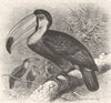 PICARIAN BIRDS. The Toco toucan 1894 old antique vintage print picture