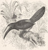 PICARIAN BIRDS. Black-throated Aracari toucan 1894 old antique print picture