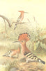 BIRDS. Hoopoes 1895 old antique vintage print picture