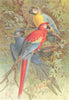 BIRDS. Macaws 1895 old antique vintage print picture