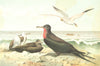 BIRDS. Frigate-and tropic-birds 1895 old antique vintage print picture