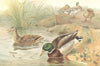 BIRDS. Wild duck 1895 old antique vintage print picture